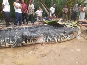 Buaya Raksasa di Babel Kembali Bikin Heboh Warga