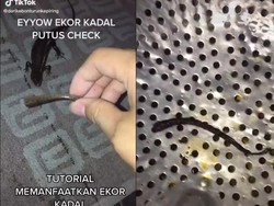 Duh! Buntut Kadal Goreng Jadi Lauk Akhir Bulan yang Ekstrem