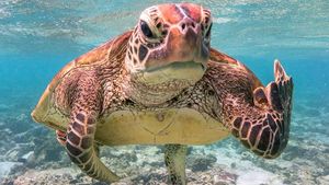 Karya Jawara Comedy Wildlife Photography Awards Bikin Ngakak