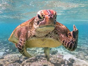 Karya Jawara Comedy Wildlife Photography Awards Bikin Ngakak Karya Jawara Comedy Wildlife Photography Awards Bikin Ngakak