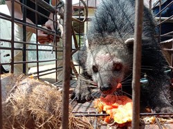 Dikira Beruang, Binturong di Sumbar Dievakuasi Usai Masuk Kebun Warga