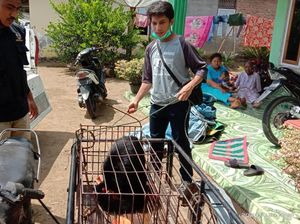 Warga Agam Sumbar Heboh Mengira Hewan Ini Beruang, Ternyata...