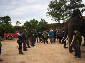 Hindari Konflik dengan Manusia, Gajah Liar di Riau Dipasang GPS
