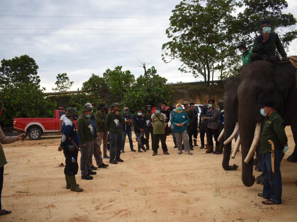 Hindari Konflik dengan Manusia, Gajah Liar di Riau Dipasang GPS Hindari Konflik dengan Manusia, Gajah Liar di Riau Dipasang GPS