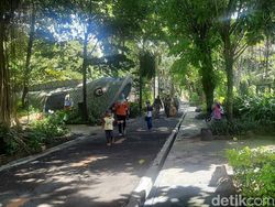 Perbandingan Jumlah Pengunjung KBS Sebelum dan Saat Pandemi, Jomplang Banget