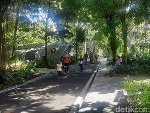 Perbandingan Jumlah Pengunjung KBS Sebelum dan Saat Pandemi, Jomplang Banget