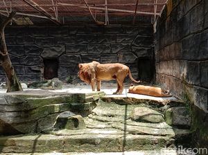 Cuti Bersama, Bandung Zoo Patok Target 6.000 Pengunjung