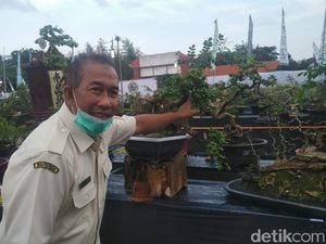 Pameran Bonsai Jadi Alternatif Hiburan Saat Long Weekend di Tengah Pandemi