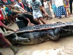 Video Penampakan Buaya Ukuran Raksasa di Bangka Belitung