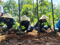 Peringati Sumpah Pemuda, Warga Ciamis Menanam 10 Ribu Pohon Porang