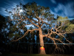 Pohon Keramat Suku Aborigin Ditebang Demi Pembangunan Jalan Raya
