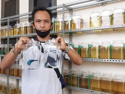 Cerita Ronaldo Keteteran Penuhi Permintaan Ikan Cupang Saat Pandemi Corona