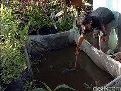 Kisah Mahasiswa Sumedang Raup Untung dari Budidaya Ikan Lele
