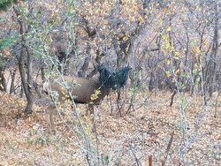 Gegara Ulah Wisatawan, Tanduk Rusa Tersangkut di Hammock
