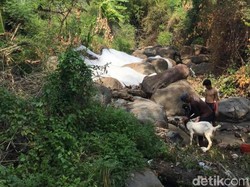 Busa yang Cemari Sungai di Pasuruan Berbahaya dan Beracun, Warga Was-was