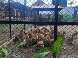 Kebun Binatang Surabaya Fokus Perawatan Satwa Pas PPKM