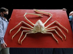 Kepiting Laba-laba Jepang Langka Ini Harganya Ditaksir Rp 227 Juta