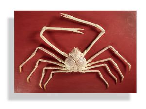 5 Kepiting Termahal di Dunia, Seekor Saja Bisa Lunasi Cicilan Rumah 5 Kepiting Termahal di Dunia, Seekor Saja Bisa Lunasi Cicilan Rumah