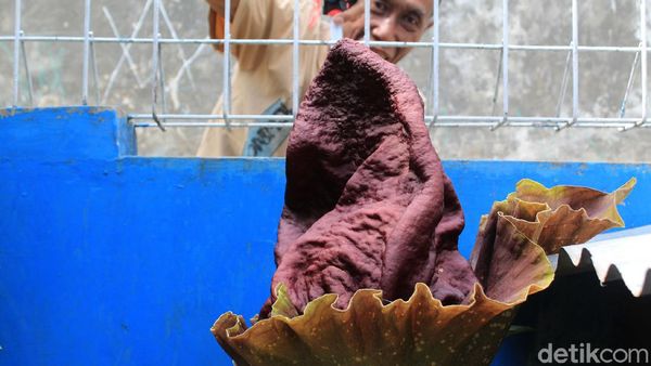 Lagi, Bunga Bangkai Suweg Tumbuh di Halaman Rumah Warga Bandung