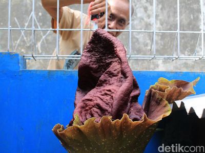 Lagi, Bunga Bangkai Suweg Tumbuh di Halaman Rumah Warga Bandung