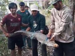 Masuk Jaring Ikan, Buaya di Bombana Dievakuasi Masuk Jaring Ikan, Buaya di Bombana Dievakuasi