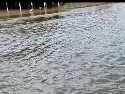 Pantai di Balikpapan Diduga Tercemar Cairan Berbau Solar, Ikan-ikan Kecil Mati