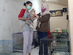 Libur Panjang, Jasa Penitipan Kucing di Kota Probolinggo Ramai Didatangi Warga