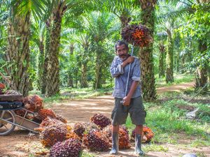 Kao, Apical, & Asian Agri Luncurkan SMILE untuk Bantu Petani Sawit Kao, Apical, & Asian Agri Luncurkan SMILE untuk Bantu Petani Sawit
