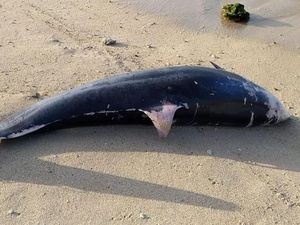 Seekor Lumba-lumba Ditemukan Mati di Pantai Sundak Gunungkidul