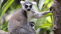 Makin Banyak Manusia Makan Dagingnya, Lemur Terancam Punah