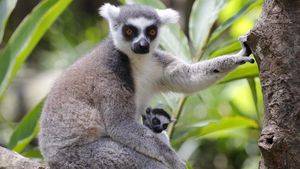 Yang Lucu dan Imut di Hari Lemur Sedunia