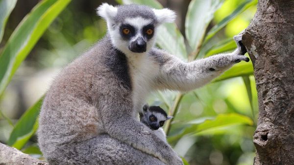 Yang Lucu dan Imut di Hari Lemur Sedunia