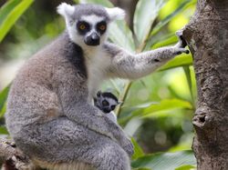 Lemur hingga Aksi Santa Claus di Bawah Laut Siap Temani Libur Nataru