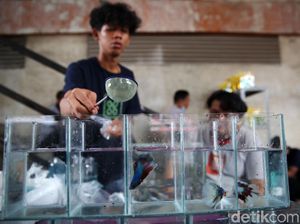 Ikan Cupang Lagi Naik Daun, Racuni Artis hingga Publik Figur