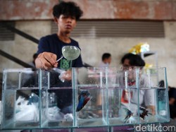 Ikan Cupang Lagi Naik Daun, Racuni Artis hingga Publik Figur