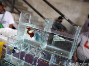 Bisnis Ikan Cupang Ngehits di 2020, Bagaimana Peluangnya Tahun Ini?