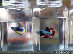 Bisnis Ikan Cupang Menjanjikan, Langgeng Nggak Ya?