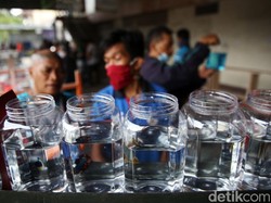Imbas Jateng di Rumah Saja, Peserta Kontes Cupang di Solo Mengundurkan Diri