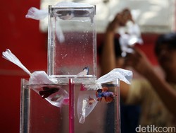 Bisnis Ikan Cupang Bakal Langgeng atau Cuma Musiman?