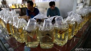 Warna-warni Bazar Ikan Cupang di Pasar Gembrong Baru