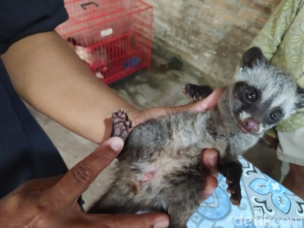 Mendulang Cuan Puluhan Juta dari Beternak Musang Mendulang Cuan Puluhan Juta dari Beternak Musang
