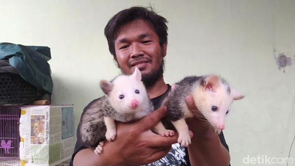 Boleh Dicoba Nih Ternak Musang, Cuannya Lumayan Lho
