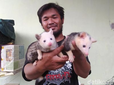 Boleh Dicoba Nih Ternak Musang, Cuannya Lumayan Lho