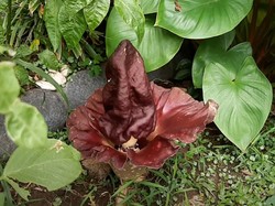 Heboh Bunga Bangkai Suweg Tumbuh di SD Panularan Solo