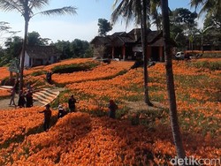 Kamu Sudah Lihat Cantiknya Kebun Bunga Amarilis?
