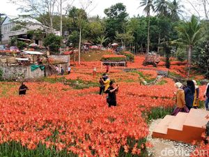 Kebun Bunga Amarilis di Gunungkidul Jogja Sedang Mekar Lho