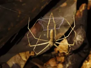 Bukan Telinga, Laba-laba Ini Dengarnya Pakai Kaki! Bukan Telinga, Laba-laba Ini Dengarnya Pakai Kaki!