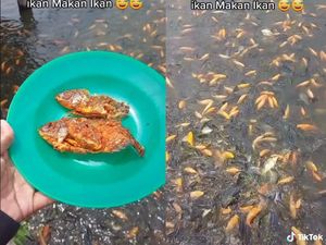 Ngakak! Pria Ini Iseng Kasih Makan Ikan dengan Ikan Goreng Sambal