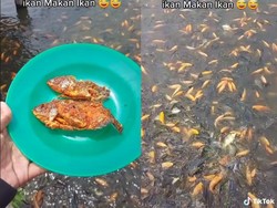 Ngakak! Pria Ini Iseng Kasih Makan Ikan dengan Ikan Goreng Sambal