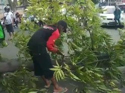 Pohon Tumbang Dilanda Angin Kencang Timpa Biker di Pasuruan